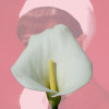 fragrant_fire_nr0