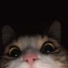 sammieyao