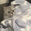 lilmeow