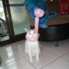 saucat