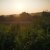 morning_dew_n62