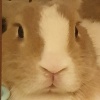 OBASB