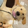陈奕帆