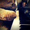 卡帕熊的鋼琴家 - Kappa Sean's piano house