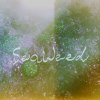Seaweed 藻