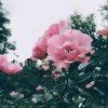 Sunset and Rose