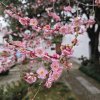 上官霜天