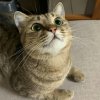 稿費80萬