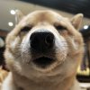 锘子的宝藏