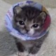 闢言小貓