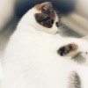 Shelley