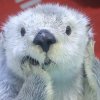 baobaodragfire