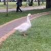 鹽
