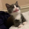 accccdzg