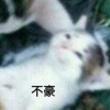柴柴柴加