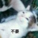 柴柴柴加