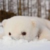 沈雪松