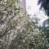shineeyang