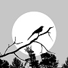 月光下的百靈鳥