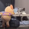 其实我本没打算降落