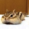 幸運布丁鼠