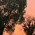 shrill_truth_zs2