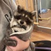 shui_shui