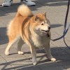 欣如刀割