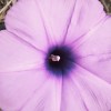 shy_wildflower_6n6