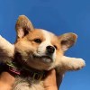 Corgiyaya