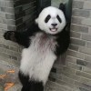 sion_chen