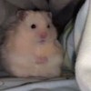 www