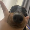 豆