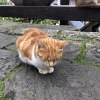 食物鏈底層