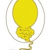 sleepegg