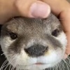 獭水獭水獭