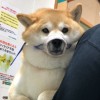 一只猫的巴黎晃悠