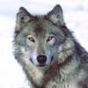 SmallWolf