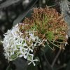 smeraldo