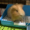 陳祺媛