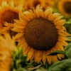 向日葵