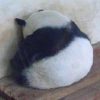 徐夢珮