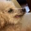 DubeLin