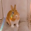 Helen.Shih🐰