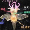小飞侠