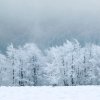 snowy