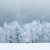 snowy