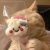 softlipa
