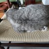 流浪猫
