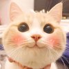 怂傻猫儿